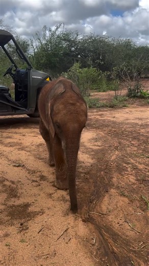 Toto has never met a camera he didn’t like! This little orphan has an incredible rescue story: Ex-orphans discovered him on his own and, realising he needed help, delivered him into the hands of our Ithumba Keepers. Learn more about Toto and become one of his very first adopters: sheldrickwildlifetrust.org/orphans/toto (link in bio) —— © Sheldrick Wildlife Trust #SheldrickTrust #SWT #viral #kenya #TotoSWT #trending #animals #bedtime #elephant #foryou #pet #cute #babyelephant #fyp #fail #pets #pe