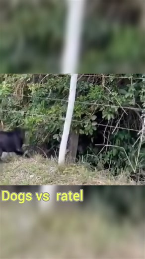 9.1K views · 65 reactions | Rat vs Dogs #trending | Animal Arena | Facebook