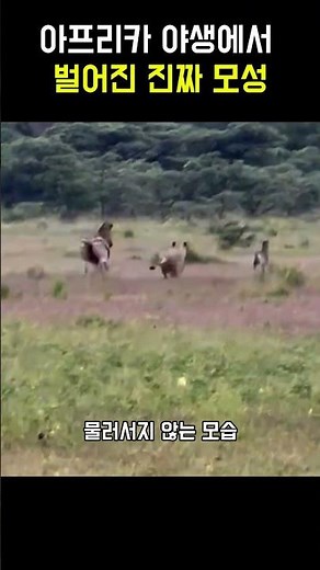 사자 앞에 몸 던진 어미 얼룩말… 새끼 지킨 충격적인 순간#사자 #얼룩말 #야생동물 #동물의모성 #충격영상 #실제상황 #동물다큐 #생존본능 #감동 #shorts