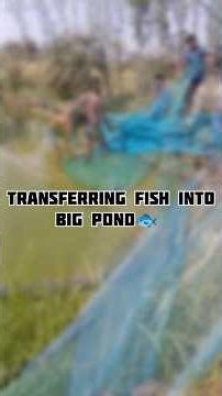 Part 2 of stocking fish chacha ke bade talab me #viralshort #fishing #fish #fishfarming