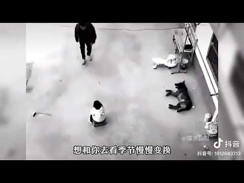 Top 20 videos of dogs protecting their owners.