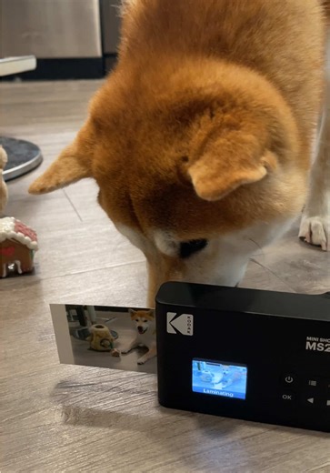 cherishing all the memories with my shiba using the @Kodak Photo Printer mini shot 2 era 📷 (amazon link in bio) #shiba #shibainu #shibainupuppy #shibapuppy #shibalove