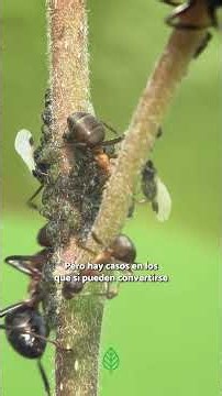 🐜🌿 El truco para eliminar las HORMIGAS del jardín sin dañar tus plantas