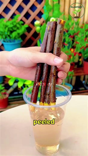 Don’t Buy Plum Trees Again — Grow Unlimited Plums From One Branch