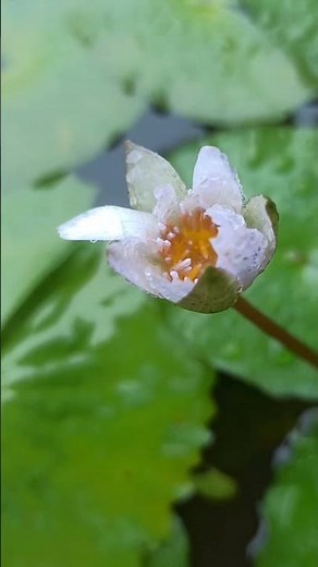 🌧️ ಮಳೆಯ ಕವಿತೆ | Kuvempu Poem on Rain | Kannada Nature Video