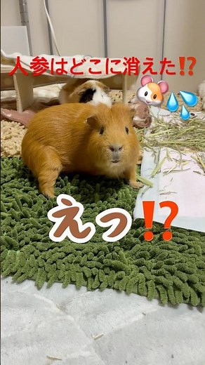 消えた人参に驚きを隠せないモルモット