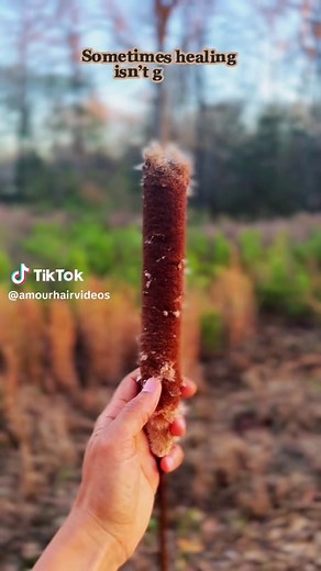 Cattails: Nature's Seed Makers and New Beginnings