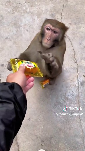 #monkey #animals #funnymonkey #funnyanimal