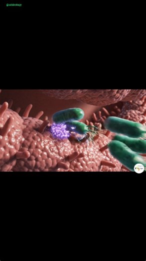 🤯 Food Poisoning: The Fast Track! 🦠 Watch how common foodborne bacteria like Salmonella instantly release toxins, triggering that rapid inflammatory response and nausea in the gut lining. It's microbiology in action! #BacterialToxins #FoodSafety #Microbiology #GutHealth #Science #biology #biotech #neet #dr Would you like a variation focused on research, or tips on preventing foodborne illness? | SDS Biology