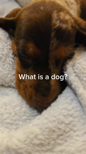 What is a dog ? Mojo & Tommy 🐾 #dog #welpe #dackel #spielenmachtspaß #🐶