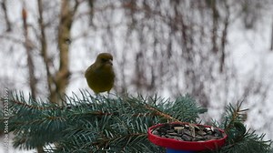 Greenfinch eats sunflower seeds from a feeder.