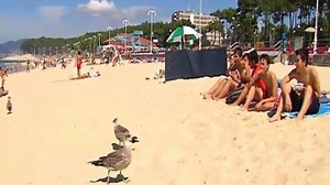 El ingenio como elemento fundamental para espantar a las gaviotas