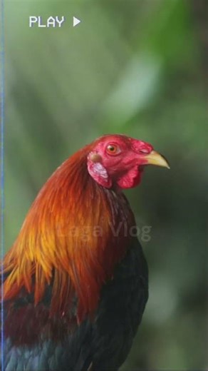 The ROUNDHEAD. #gamefowl #facts #gamefowlbreeding