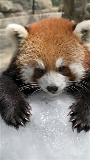 Lazy Red Panda Relaxing on a Giant Ice Ball 🐼❄️