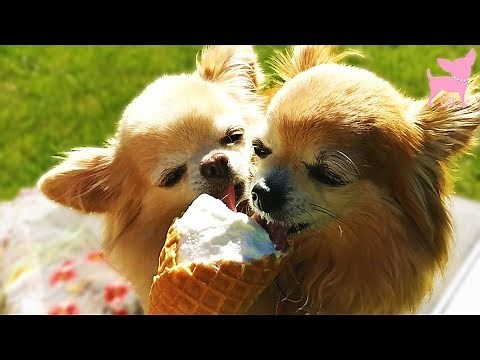 Cute Chihuahua Dogs Eating Ice Cream (in Slow Motion!)