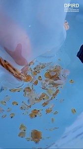 Welcome to your new home off Rotto, baby scallops 👋 We’re investigating whether scallops grown in our Hillarys hatchery can survive to maturity when released into the wild 🔬 More WA scallops on the menu? Yes please! 😋 | Fisheries WA