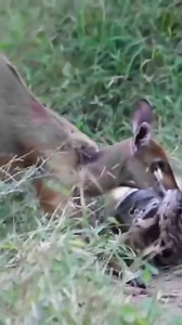 The brave little deer tries to save his fellow humans from the python's death wrap ring | Discover TV