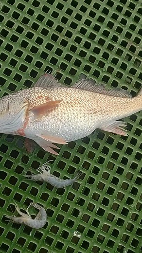 That redfish been eating good on some shrimp. #saltwatersaboutdoors #lancebilliot #fishing #saltwaterfishing #Louisiana | Lance Billiot