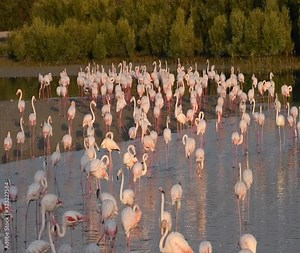 Caribbean pink flamingo at Ras al Khor Wildlife Sanctuary, a wetland reserve in Dubai, United Arab Emirates