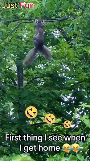 🐿️❤️ Cute Squirrel Duo Caught on Camera! #Reels #CuteAnimals #Viral
