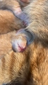 47K views · 2.4K reactions | cute kitten#babycat #babycats #babycat #babycatwalk #babycatcher #babycatlover | Baby Cat | Facebook