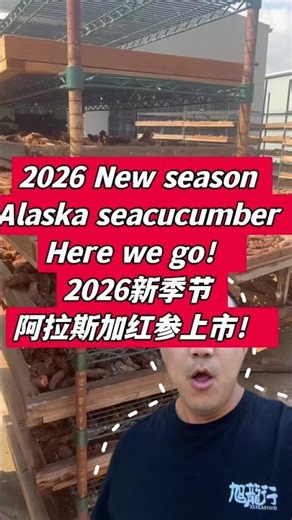 2026新季阿拉斯加红参上市！洛杉矶工厂实拍｜2026 Alaska Sea Cucumber Season