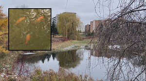 Over 1,000 goldfish live in this Ottawa pond. The city says that's a problem