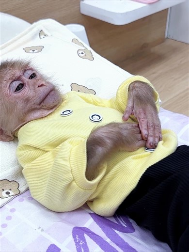 Annie the Monkey's Delicious Mixed Noodle Breakfast