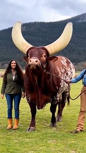 When the biggest cow roars, the whole farm listens. #reelsfypシ #simmental #ROAR #viral #farmlife #animals #fblifestyle #biggestcow #ankolewatusi | Anyana Nature