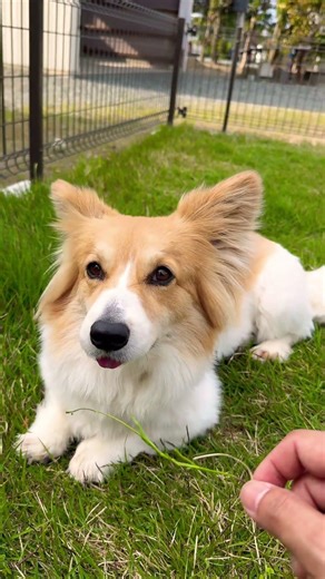春を満喫する日本のとある犬。 #corgi #コーギー