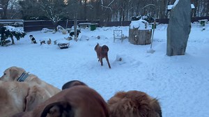 49 reactions · 4 comments | Critter Cam Tv! Oh my get outside and enjoy this beautiful winter air and snow. We are seizing the day with breath work and meditation and coffee in the pack to start the am. Next drop offs and pick ups then head down to ravine to get 20k steps in! Love what you do we sure do! | Critter Sitters CNY | Facebook