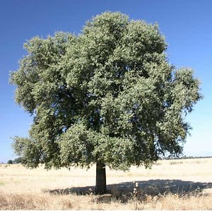 Quercus ilex - Alchetron, The Free Social Encyclopedia