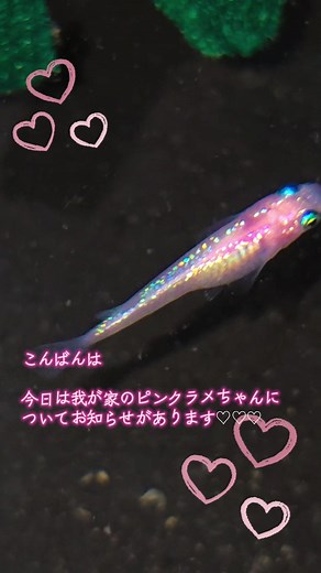 ピンクラメちゃんの品種についての発表