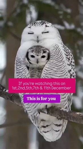 Divya | Tarot & witchcraft 🪄 on Instagram: "First thing first. Don't forget to follow the page @tarotbydivaisha . 💕NOTE: CHECK OUR HUGE OFFER ON SPELLS FOR DECEMBER ( Check stories) . Your messages 👇 🔸I see reconciliation by 27th December 🔸You'll get a good news in next 16-27 days 🔸You are already seeing or will see 1717, 3838, 5995,5959, 888, 1551 🔸You will see an owl in the next 77 hours. 🔸A heart to heart conversation with your parents ( about something very important) 🔸Any issue rel