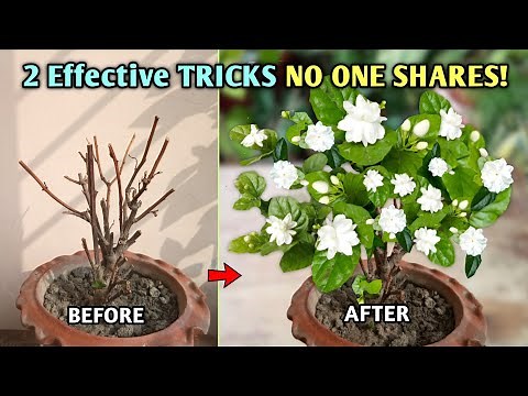 This 2 MOST EFFECTIVE Tricks Give MAXIMUM Flowers in Arabian Jasmine Plant