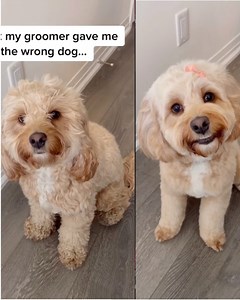 16K views · 744 reactions | Dog Transformations you WON'T Believe  | Rocky Kanaka | Facebook