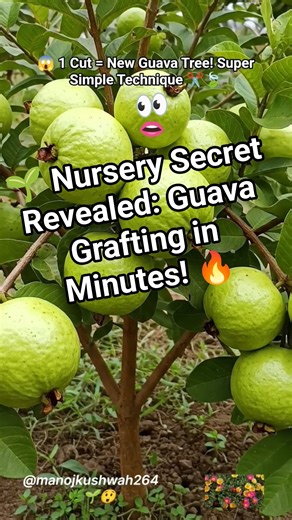 🌿Grow Guava Tree FASTER with These Simple Technique! #guava