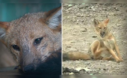 ¿Qué pasó con Run Run, el zorro que se hizo famoso en el Perú, y cómo se encuentra?