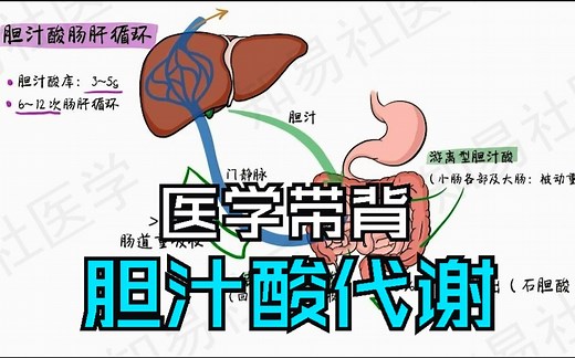 医学课堂▶动画解说生化考点 胆汁酸代谢和胆汁的肝肠循环