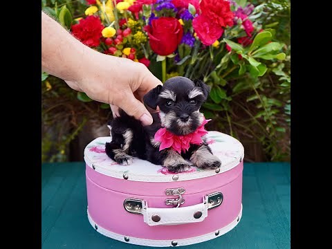 Teacup- to Miniature Schnauzers