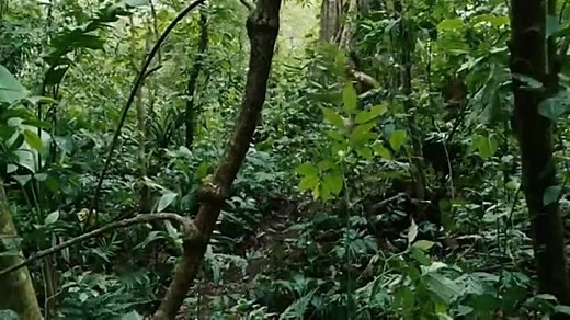 Apokalipto – Apocalypto 2006 Türkçe Dublaj izle