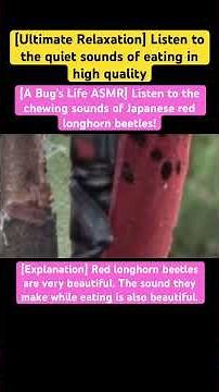 [A Bug's Life ASMR] Listen to the chewing sounds of Japanese red longhorn beetles!#insects #chewing