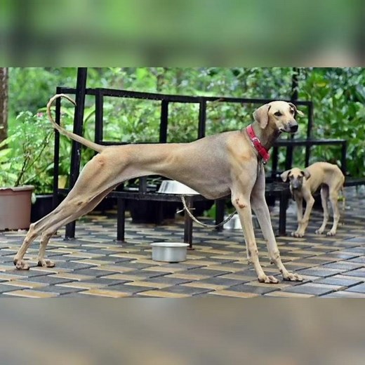 5 Native dogs of tamilnadu