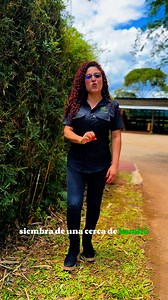 🌿 ¿Querés una cerca natural, resistente y estética para tu finca o propiedad? La Bambusa Multiplex es la opción perfecta para cercas vivas: ✅ Crece rápido y forma un muro verde natural 🌱 ✅ Protege tu terreno de forma económica y sostenible ✅ Aporta belleza y privacidad a tu propiedad 👉 Ideal para fincas, terrenos rurales o proyectos de paisajismo. Con BambuTico te asesoramos y te ofrecemos la mejor calidad de bambú para tu proyecto. 📩 Escríbenos hoy mismo y dale vida natural a tu cerca con B