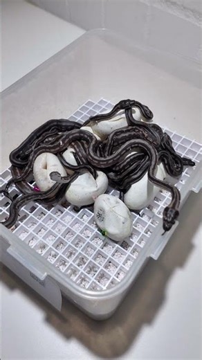 Baby snakes hatching! Coastal Tiger Carpet Pythons 🔥 #snake #carpetpythons #reptiles