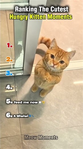 Ranking The Cutest Hungry Kitten Moments #shorts