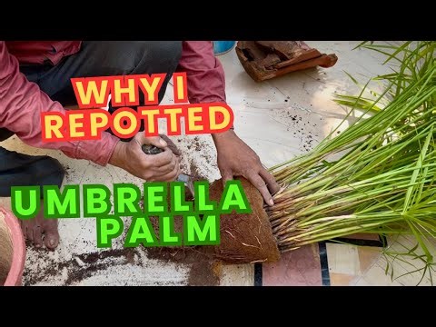 . Umbrella Palm plant-Propagation and care