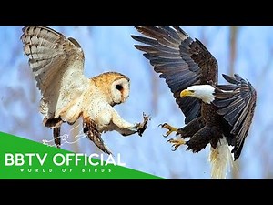 Eagle vs Owl | Who's Truly More Powerful?