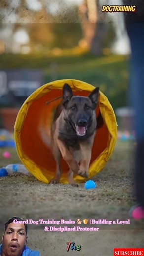Guard Dog Training Basics 🐕🛡️ | Building a Loyal & Disciplined Protector #germanshepherd #malinois
