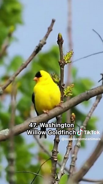 Iconic bird sounds in every state #birds #birdsounds #birdwatching #birdsoftiktok